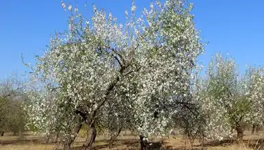 Mersin'de Badem Ağaçları Erken Çiçek Açtı